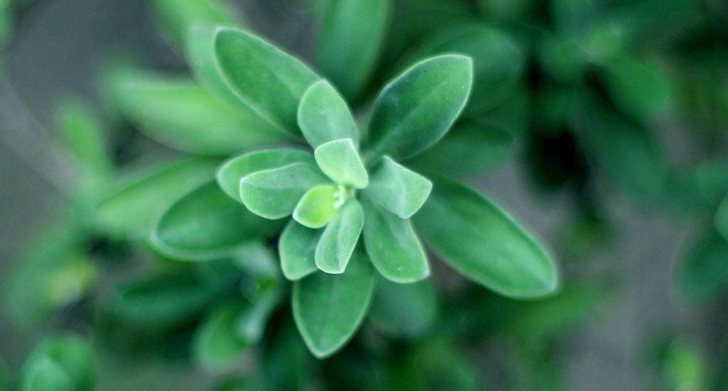 herbs