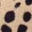 Ocelot